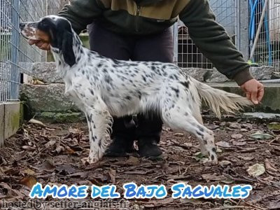 Setter Anglais AMORE DEL BAJO SAGUALES